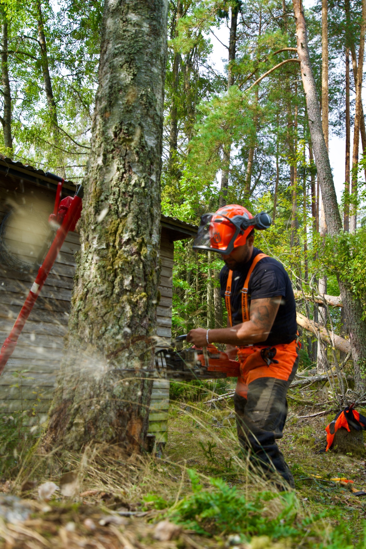 Trädfällare i orangea sågskyddsbyxor sågar i en ekstam i skogen